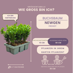 Plants by frank 4 x 6-Pack Buxus NewGen Freedom – Winterharde Groenblijvende Struiken 24 x Ø7 cm | Compacte Buxus (50232)