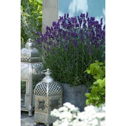 Garden basics 60x Lavandula 'Hidcote' - ↕10-25cm - Ø9cm (46948)