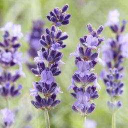 Garden basics 60x Lavandula 'Hidcote' - ↕10-25cm - Ø9cm (46948)