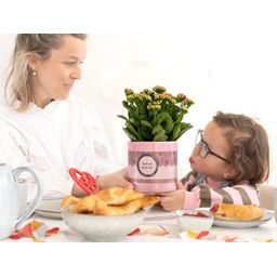 Kalanchoe Pink In P&PURE "SPECIAL POUR TOI" Verpakking (53349)
