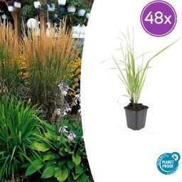 Garden basics 48x Calamagrostis acut. 'Karl Foerster' - ↕10-25cm - Ø9cm (50377)