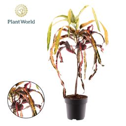 Croton Dreadlock (53965)