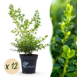 Buxus Haag - BetterBuxus Babylon Beauty - Resistant tegen de Buxus schimmel - 12 planten - 2 strekkende meter - pot 13cm hoogte 30-35 (8720862103559)
