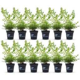 Buxus Haag - BetterBuxus Babylon Beauty - Resistant tegen de Buxus schimmel - 12 planten - 2 strekkende meter - pot 13cm hoogte 30-35 (8720862103559)