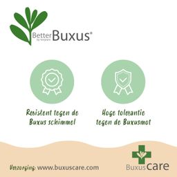 Buxus Haag - BetterBuxus Babylon Beauty - Resistant tegen de Buxus schimmel - 12 planten - 2 strekkende meter - pot 13cm hoogte 30-35 (8720862103559)