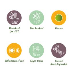 Buxus Haag - BetterBuxus Babylon Beauty - Resistant tegen de Buxus schimmel - 12 planten - 2 strekkende meter - pot 13cm hoogte 30-35 (8720862103559)