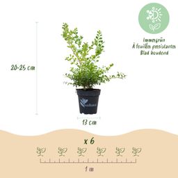 Buxus Haag - BetterBuxus Babylon Beauty - Resistant tegen de Buxus schimmel - 12 planten - 2 strekkende meter - pot 13cm hoogte 30-35 (8720862103559)