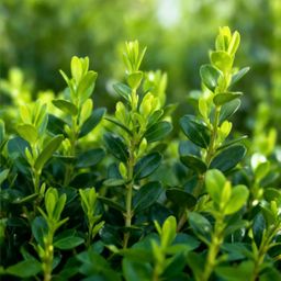 Buxus Haag - BetterBuxus Babylon Beauty - Resistant tegen de Buxus schimmel - 12 planten - 2 strekkende meter - pot 13cm hoogte 30-35 (8720862103559)