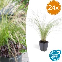 Garden basics 24x Stipa tenuissima 'Ponytails' - ↕10-25cm - Ø9cm (50344)