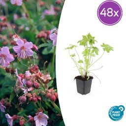 Garden basics 48x Geranium macrorrhizum - ↕10-25cm - Ø9cm (50429)