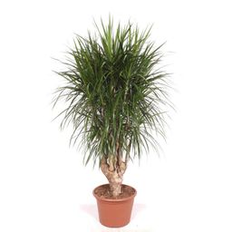Dracaena Marginata vertakt XXL - 190cm ⌀ 40-45 cm (35785)