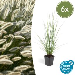 Garden basics 6x Pennisetum alopecuroides 'Hameln' - ↕10-25cm - Ø9cm (46980)