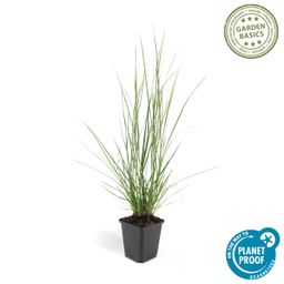 Garden basics 6x Pennisetum alopecuroides 'Hameln' - ↕10-25cm - Ø9cm (46980)