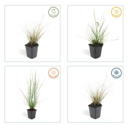 Garden basics 6x Pennisetum alopecuroides 'Hameln' - ↕10-25cm - Ø9cm (46980)