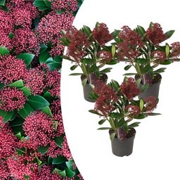 Premium basics Set van 3 Skimmia 'Rubella' – Ø10,5 cm – ↨ 20-25 cm (54895)