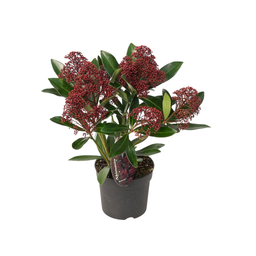 Premium basics Set van 3 Skimmia 'Rubella' – Ø10,5 cm – ↨ 20-25 cm (54895)