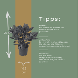 Premium basics Set van 3 Skimmia 'Rubella' – Ø10,5 cm – ↨ 20-25 cm (54895)