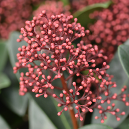 Premium basics Set van 3 Skimmia 'Rubella' – Ø10,5 cm – ↨ 20-25 cm (54895)