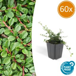 Garden basics 60x Cotoneaster pr. 'Streib's Findling' - ↕10-25cm - Ø9cm (46898)