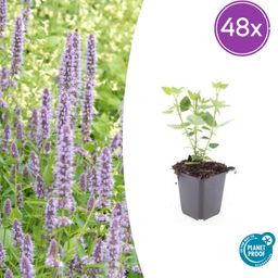 Garden basics 48x Agastache 'Blue Fortune' - ↕10-25cm - Ø9cm (50359)