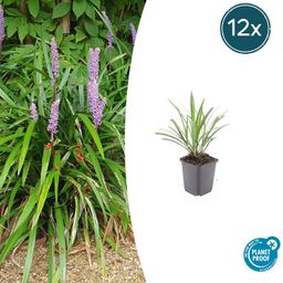 Garden basics 12x Liriope muscari 'Ingwersen' - ↕10-25cm - Ø9cm (47897)