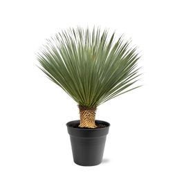 Yucca Rostrata - 100 - 120 cm - Ø40 (47177)