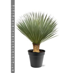 Yucca Rostrata - 100 - 120 cm - Ø40 (47177)