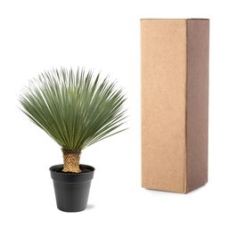 Yucca Rostrata - 100 - 120 cm - Ø40 (47177)