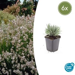 Garden basics 6x Lavandula int. 'Edelweiss' - ↕10-25cm - Ø9cm (47881)