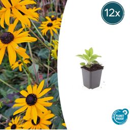 Garden basics 12x Rudbeckia fulgida 'Goldsturm' - ↕10-25cm - Ø9cm (47976)