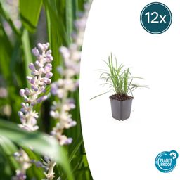 Garden basics 12x Liriope muscari 'Monroe White' - ↕10-25cm - Ø9cm (47907)