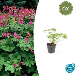 Garden basics 6x Geranium macr. 'Czakor' - ↕10-25cm - Ø9cm (47782)