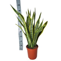 Sansevieria Laurentie (35411)