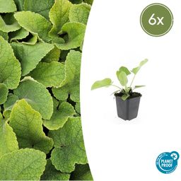 Garden basics 6x Phlomis russeliana - ↕10-25cm - Ø9cm (47965)