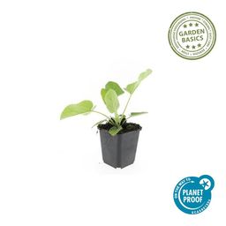 Garden basics 6x Phlomis russeliana - ↕10-25cm - Ø9cm (47965)