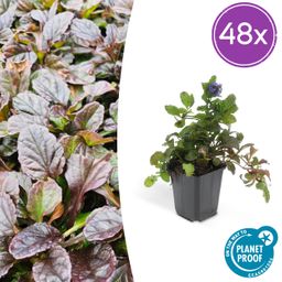 Garden basics 48x Ajuga reptans - ↕10-25cm - Ø9cm (50273)