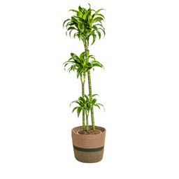 Dracaena Deremensis Dorado met mand Ø24cm - ↕120 (48783)