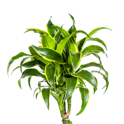 Dracaena Deremensis Dorado met mand Ø24cm - ↕120 (48783)