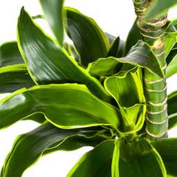 Dracaena Deremensis Dorado met mand Ø24cm - ↕120 (48783)