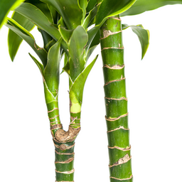 Dracaena Deremensis Dorado met mand Ø24cm - ↕120 (48783)