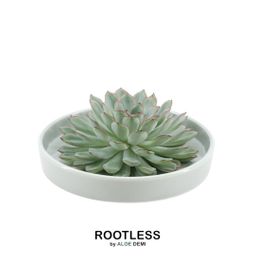 Rootless by aloe demi ROOTLESS Succulent Echeveria Pulidonis in schaal 'groen' Ø20 cm (8721001420100)