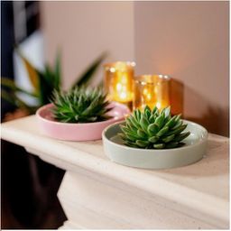 Rootless by aloe demi ROOTLESS Succulent Echeveria Pulidonis in schaal 'groen' Ø20 cm (8721001420100)