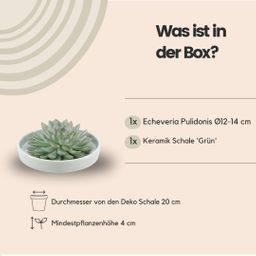 Rootless by aloe demi ROOTLESS Succulent Echeveria Pulidonis in schaal 'groen' Ø20 cm (8721001420100)