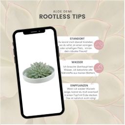 Rootless by aloe demi ROOTLESS Succulent Echeveria Pulidonis in schaal 'groen' Ø20 cm (8721001420100)