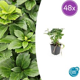 Garden basics 48x Pachysandra terminalis - ↕10-25cm - Ø9cm (50337)