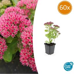 Garden basics 60x Sedum 'Herbstfreude' - ↕10-25cm - Ø9cm (47999)