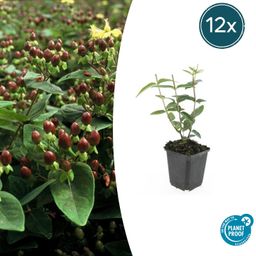 Garden basics 12x Hypericum inodorum - ↕10-25cm - Ø9cm (47852)