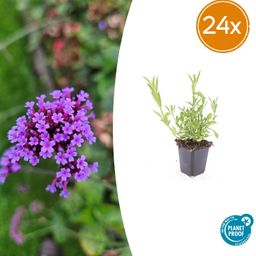 Garden basics 24x Verbena bonariensis - ↕10-25cm - Ø9cm (50346)