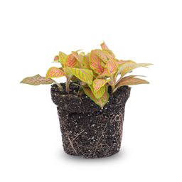 Fittonia Oranje - Roze - Ruby Lime - Mozaiekplantje - Potmaat 8 (8720872020808)