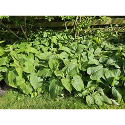 Garden basics 6x Phlomis russeliana - ↕10-25cm - Ø9cm (47965)